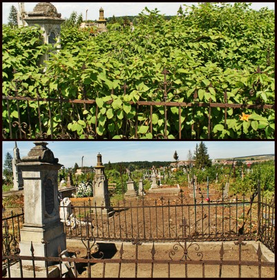 Widok na mogiłę Karola Kozickiego