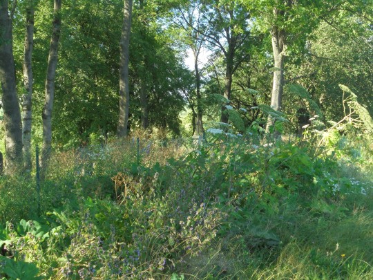 2.Czy to jest cmentarz