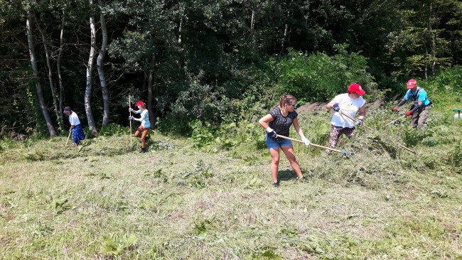 Hodowica- ścinamy, zgarniamy, rolujemy...